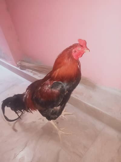 asseel for sell