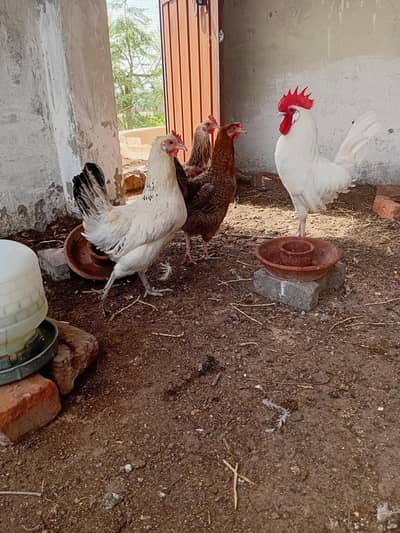 Golden Misri Hens