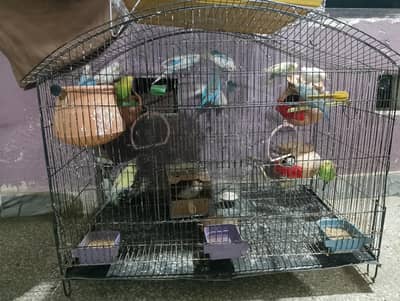 Australian Parrot's