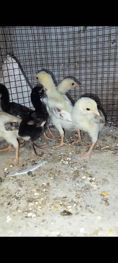 aseel chicks