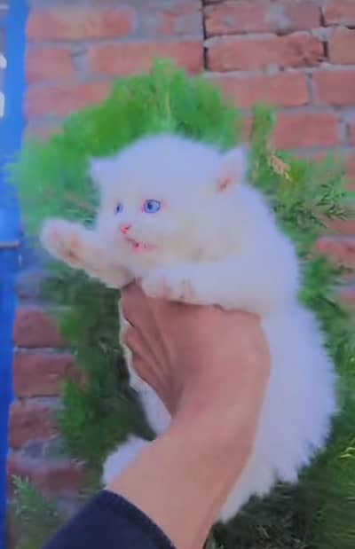 Persian Cat | Billi |  kittens | 3 Coat | w\tsap OƷ48O2୨0146 ™