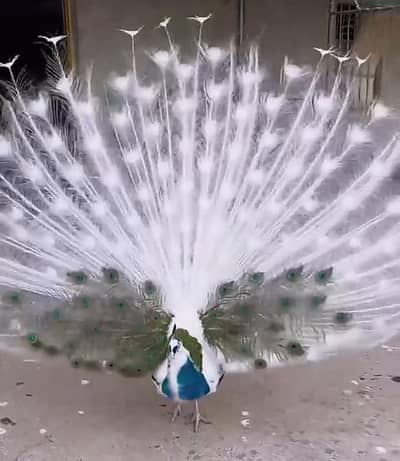 Blue Pied White Peacock For Sale