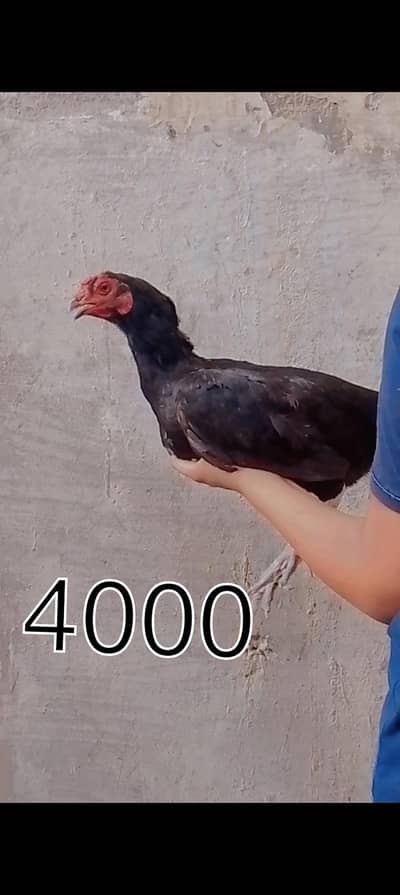 seeling hens