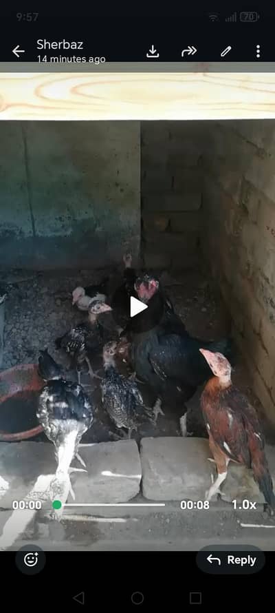 aseel chicks with hen