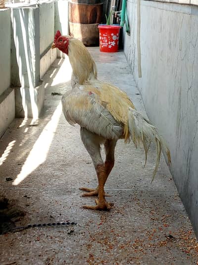 BEST BREEDER ASEEP MURGA FOR SELL CONTACT NO. 03180039211