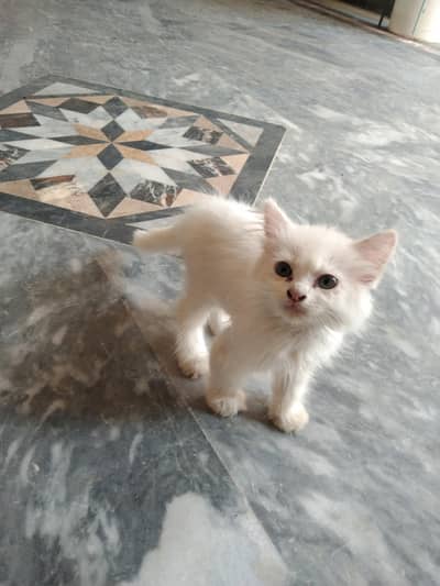 persian cat