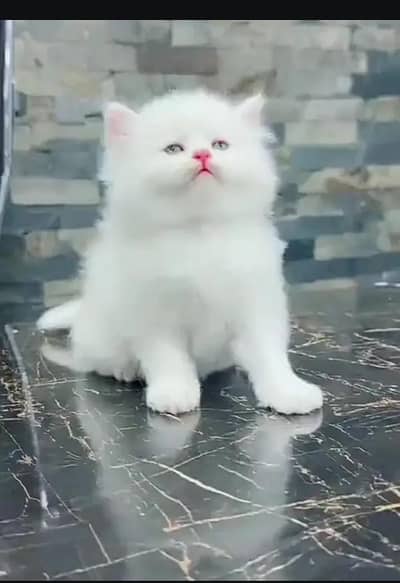 (Persian female kitten) (for sale all) (Pakistan delivery available)