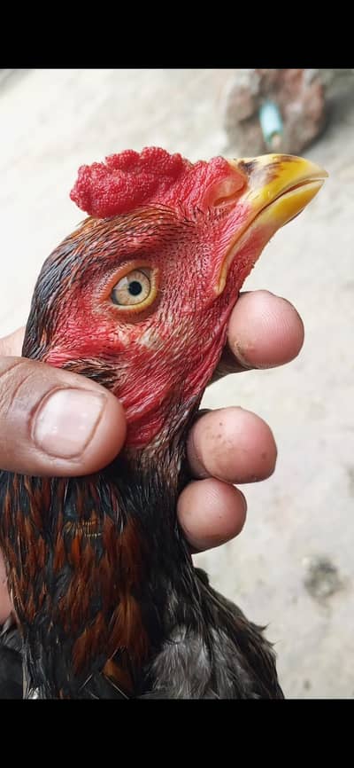 bermi+Pakistani pathani available