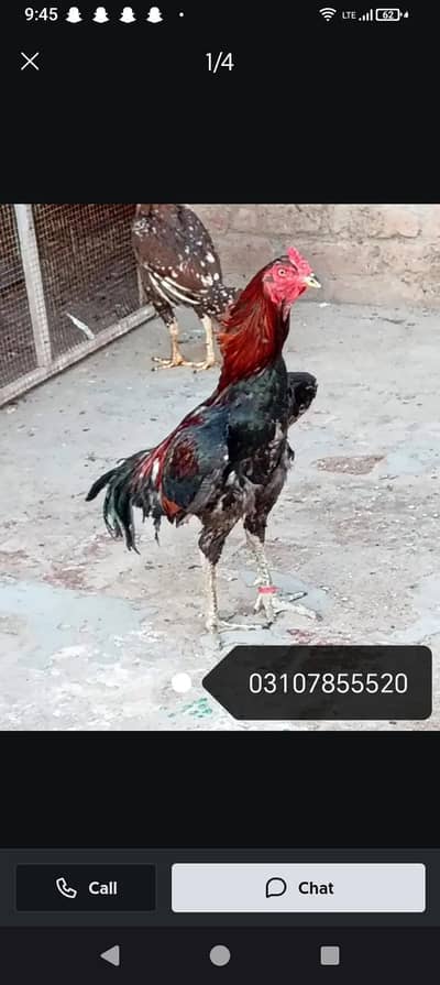 pure aseel murga for sale