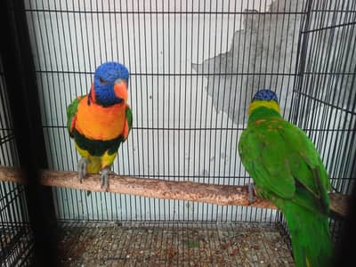 Lorikeet/Raw/Sun conure and Rosella