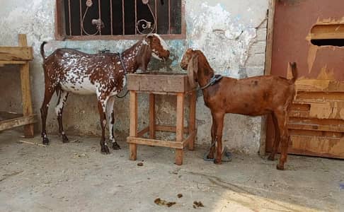 goat with female path