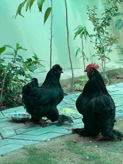 silky black special bantam hen breed