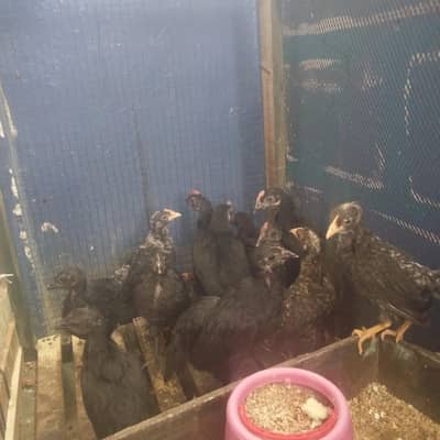 6 Week Old Pure Australorp Chicks - Healthy & Vaccinated