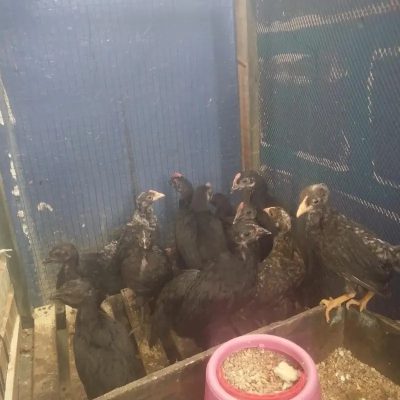 6 Week Old Pure Australorp Chicks - Healthy & Vaccinated