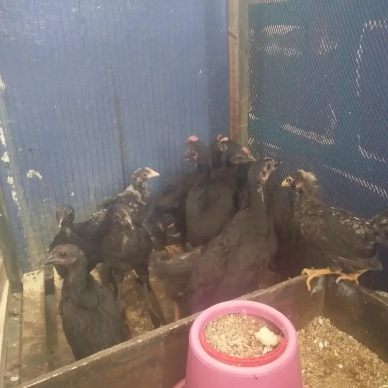 6 Week Old Pure Australorp Chicks - Healthy & Vaccinated — photo 2