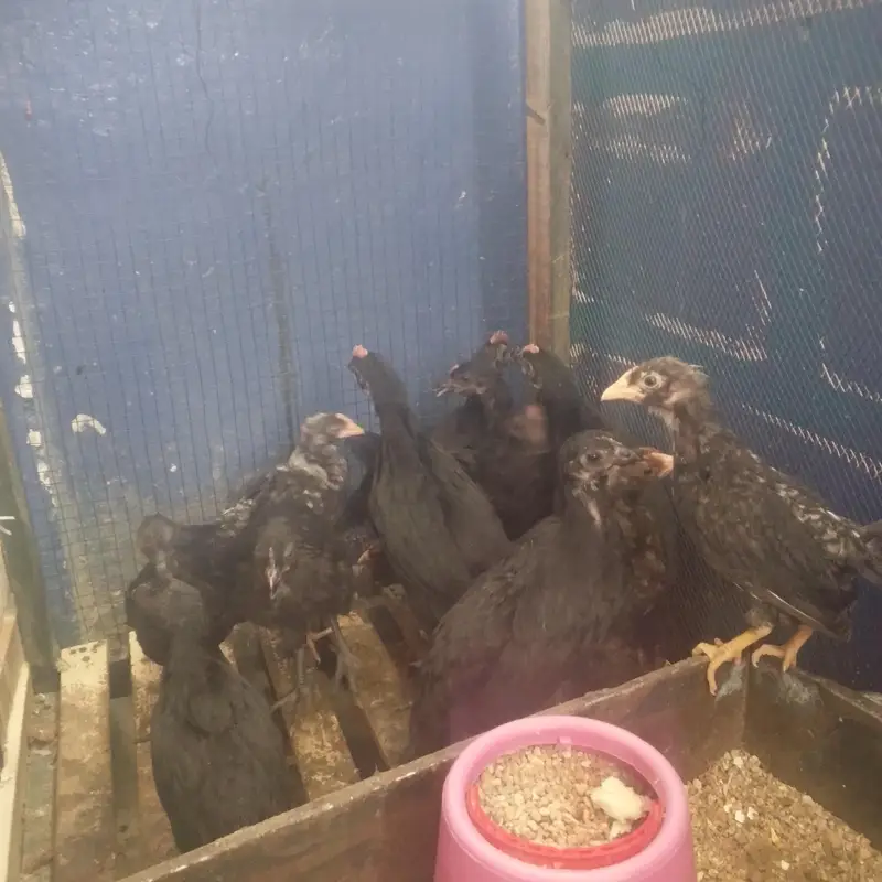 6 Week Old Pure Australorp Chicks - Healthy & Vaccinated — photo 3
