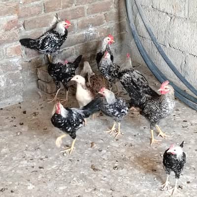 chicks
