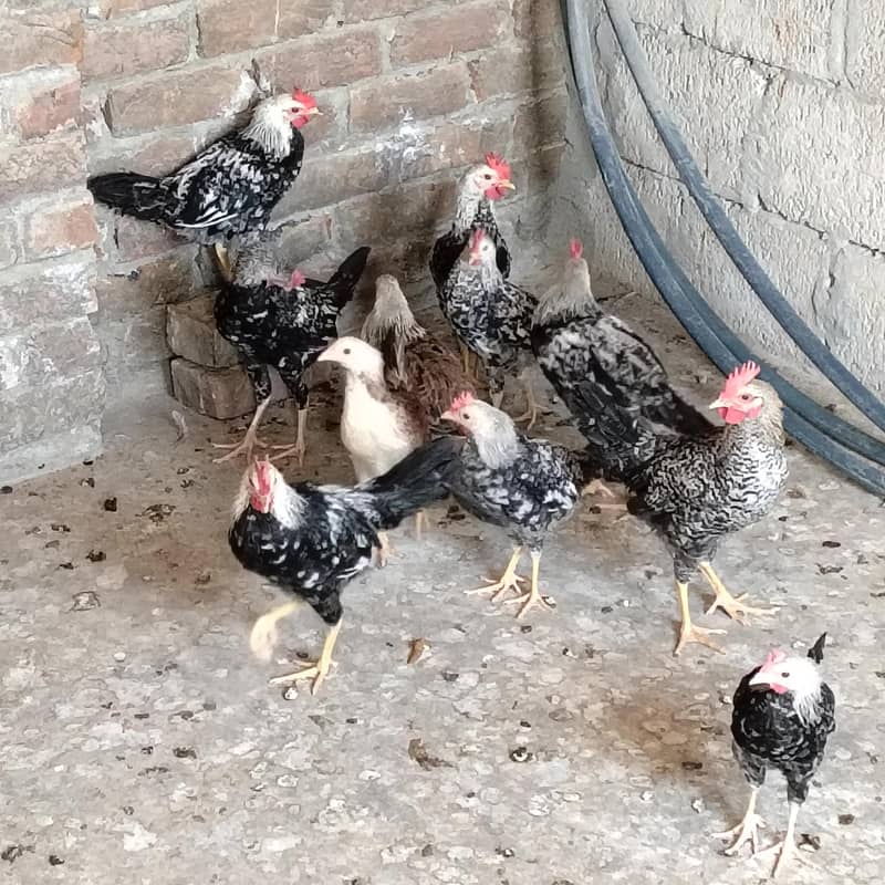 chicks 0