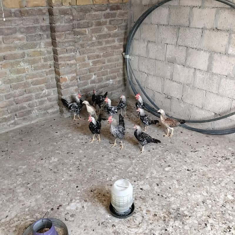 chicks 1