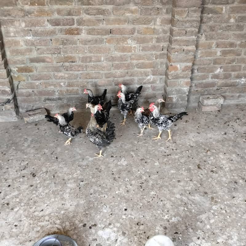 chicks 2