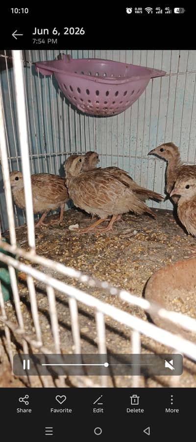 irani dakhni chicks ur Automatic incubator