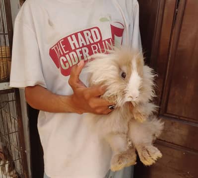 lion head rabbit female 03065749298