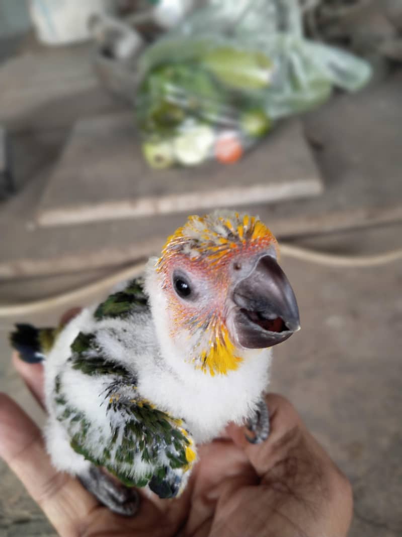 SunConure chick 0