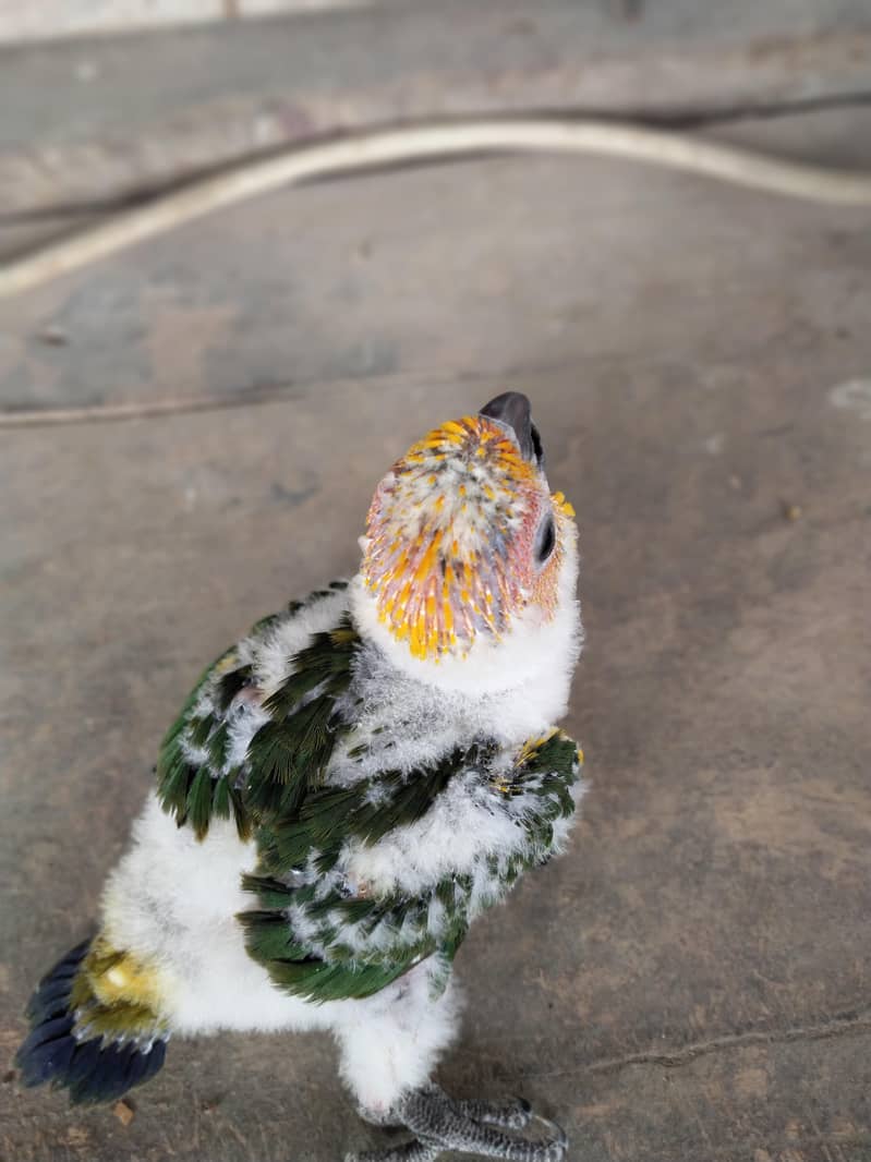 SunConure chick 1