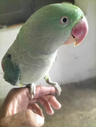 raw female parrot exchange with male