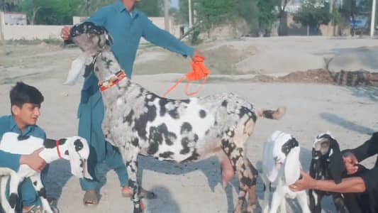 3 bacchon wali bakri for sale call_ 03225280183
