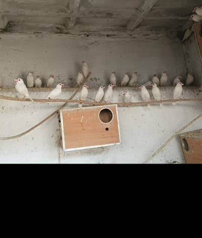 finches java
