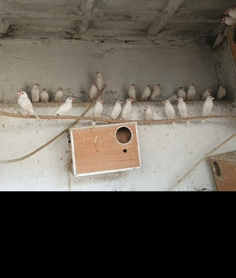 finches java 0