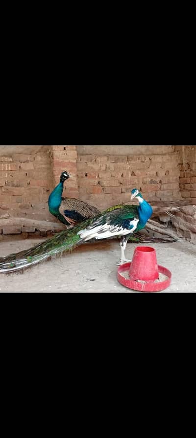 Peacock breeder