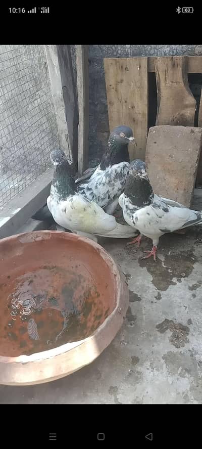 other pigeon 6 piece 03106801352