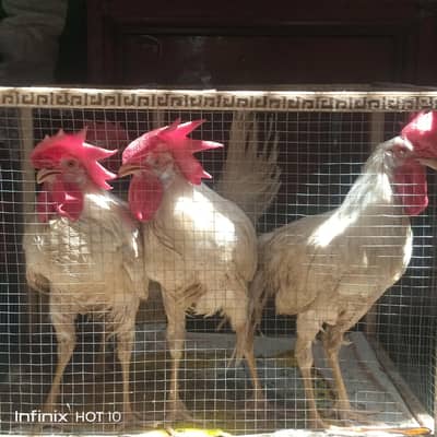 cock for sale pure walayati breed for four cocks