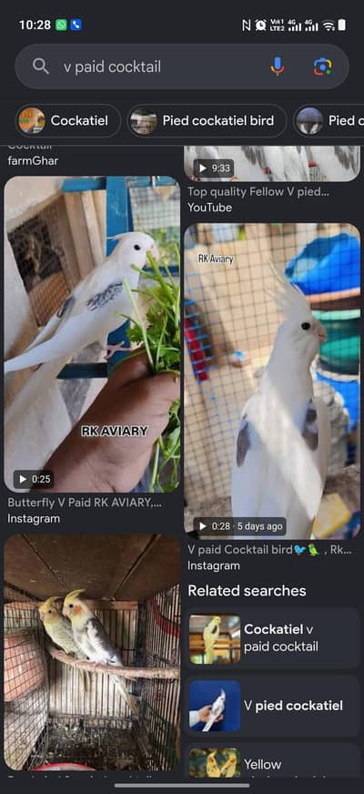 cock Tail & lover Birds For Sale