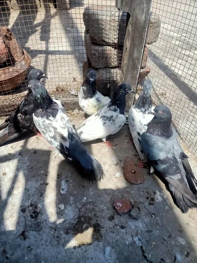 other pigeon 6 peace 03106801352