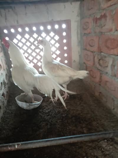 Heera pair white nok nali ankh white long tail breed gruntee white for