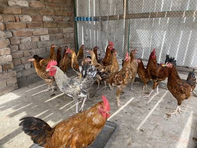1000kg total 19 golden misri ha