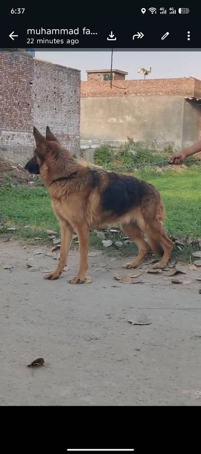 German Shepherd out class female confirm breeder 2 l I am my home