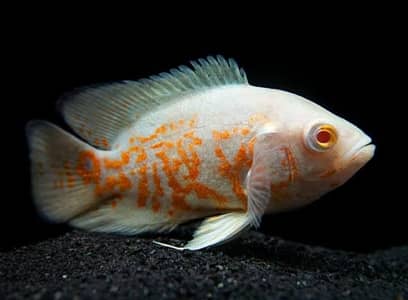 Oscars & blue acara available