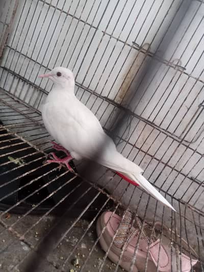 white khumra