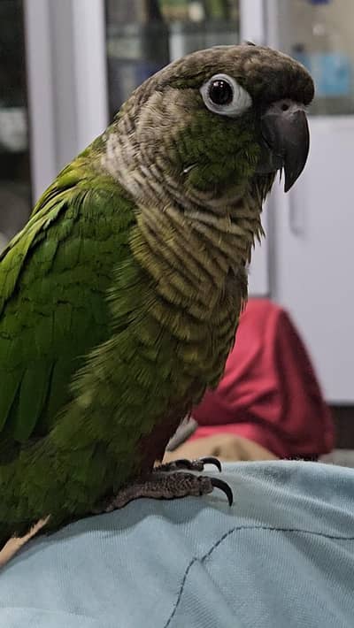 Green cheek conure