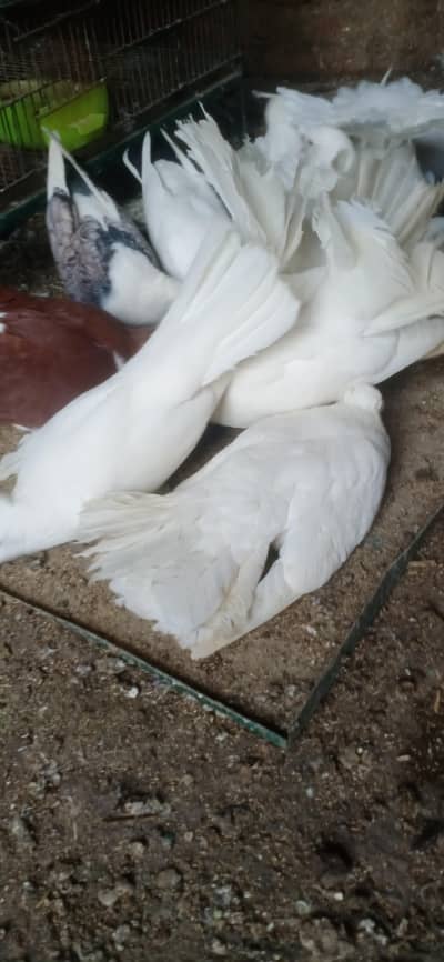 Laqa pigeon pure white 03002099783
