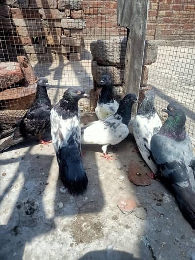 other pigeon 18 piece WhatsApp 03106801352