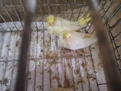 cocktail chicks