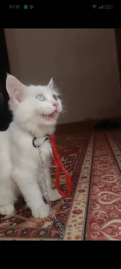 Persian kitten