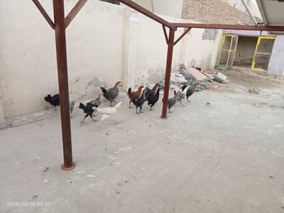 Golden Misri Hens Healthy And Active