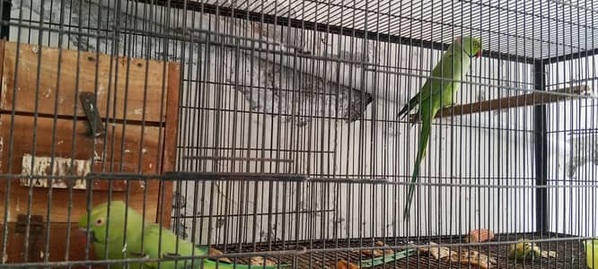 breeders pair sath 1 baby ha in ka