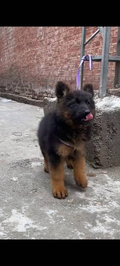 German Shepherd for sale WhatsApp number 0319.2144599